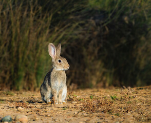 Common rabbit looking to its left (Oryctolagus cuniculus)