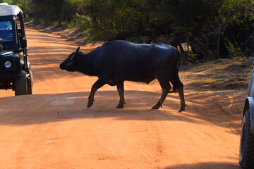 Amazing Wildlife of Sri Lanka