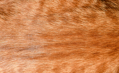 Fur texture