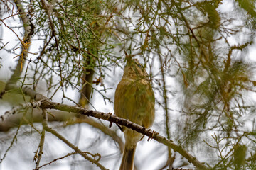 Canary Islands chiffchaff (Phylloscopus canariensis) sitting on a twig in a tree in Maspalomas, Gran Canaria, Spain