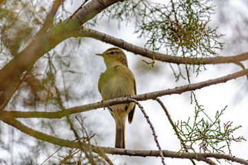 Canary Islands chiffchaff (Phylloscopus canariensis) sitting on a twig in a tree in Maspalomas, Gran Canaria, Spain