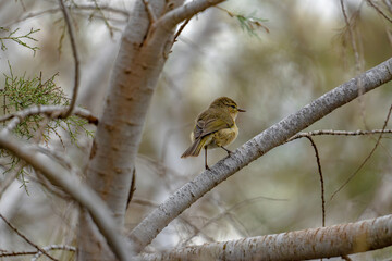 Canary Islands chiffchaff (Phylloscopus canariensis) sitting on a twig in a tree in Maspalomas, Gran Canaria, Spain