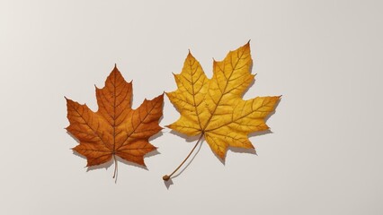 Fototapeta premium two dried autumn leaves on a plain gray background