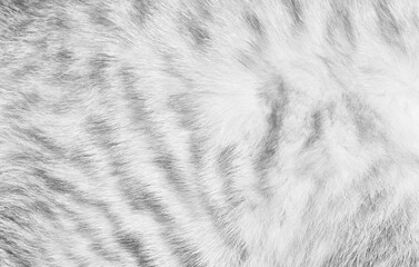 Fur texture