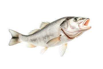 White fish with cod detailed scales, open mouth, and fins isolated on white transparent background, concept of marine wildlife.