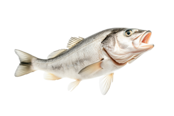 White fish with cod detailed scales, open mouth, and fins isolated on white transparent background, concept of marine wildlife.