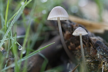 Dos pequeños hongos Mycena vitilis retroiluminados y gotas de rocío en el sotobosque, Alcoy, España
