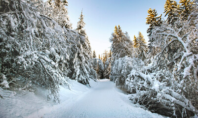 ski slope crossing a beautiful forest with firs covered with snow in tarentaise ski resort french alps.