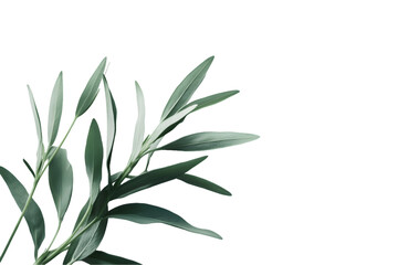 Fototapeta premium Silvery-Green Foliage Sprig Isolated On A White Background, PNG Transparent