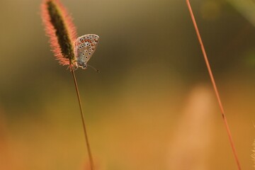 una farfalla licenide su un fiore in un prato