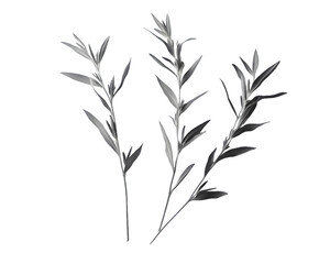 Obraz premium Grayscale Image of Three Botanical Specimens Isolated On A White Background, PNG Transparent