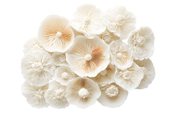 Cluster of Off-White and Beige Mushrooms Isolated On A White Background, PNG Transparent