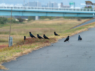 河川の堤防に集まるカラスの群れ