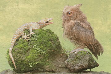 A Javan scops owl is ready to fight with a tokay gecko for prey. This nocturnal bird has the...