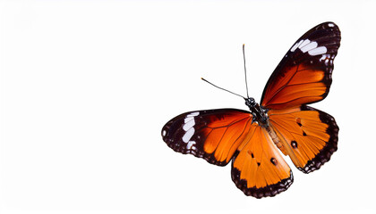 Butterfly Isolated on transparent background
