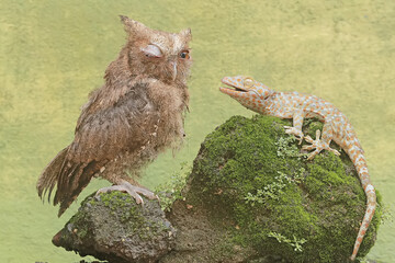 A Javan scops owl is ready to fight with a tokay gecko for prey. This nocturnal bird has the scientific name Otus lempiji.