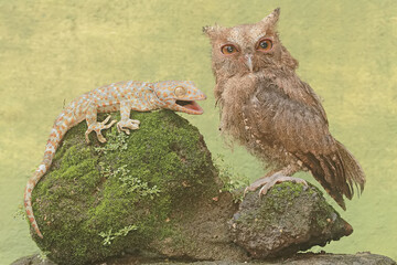 A Javan scops owl is ready to fight with a tokay gecko for prey. This nocturnal bird has the scientific name Otus lempiji.