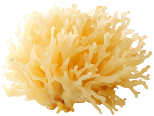 Pale Yellow Branching Coral-like Organism Isolated On A White Background, PNG Transparent