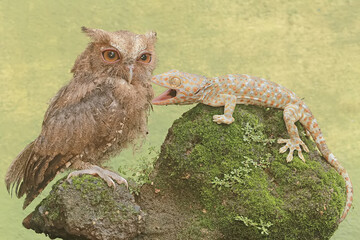A Javan scops owl is ready to fight with a tokay gecko for prey. This nocturnal bird has the...