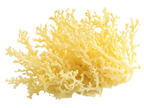 Pale Yellow Branched Porous Structure Isolated On A White Background, PNG Transparent