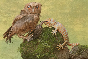 A Javan scops owl is ready to fight with a tokay gecko for prey. This nocturnal bird has the...