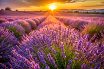Obraz premium Stunning Lavender Field Close-Up: Provence, France Summer Bloom Photography