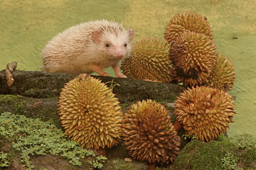 A young hedgehog is eating a durian fruit that fell on the mossy ground. This mammal has the scientific name Atelerix albiventris.