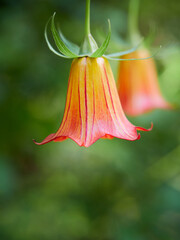 Tropical Bellflower: Floral Beauty in Macro Detail