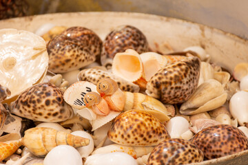 A collection of seashells in a gift shop in Al Seef Dubai Creek, 