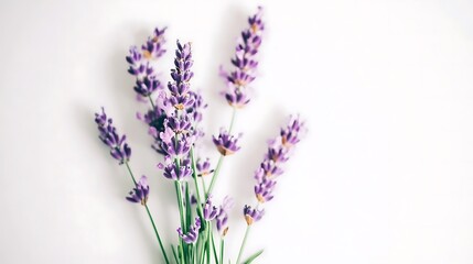 Obraz premium A Delicate Bouquet of Purple Lavender Flowers