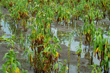 Tobacco plants damaged by rain