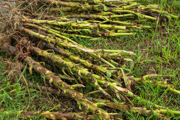 Tobacco plants damaged by rain