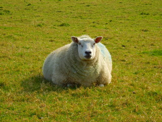 Pregnant ewe laying down in a pasture  © plazaccameraman