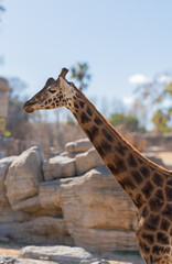 Giraffe enjoying sunny day in zoo habitat enclosure
