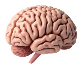 detailed 3D model of human brain showcasing intricate folds and textures, ideal for educational purposes and anatomical studies
