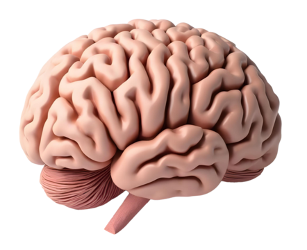 detailed 3D model of human brain showcasing intricate folds and textures, ideal for educational purposes and anatomical studies