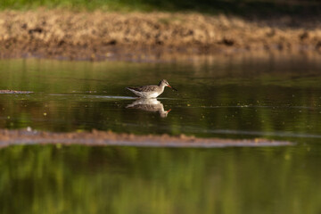A Spotted red shank wading alone in  a pond searching for food photographed with reflection beautifully