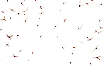 Flying mosquitoes isolated on a transparent background
