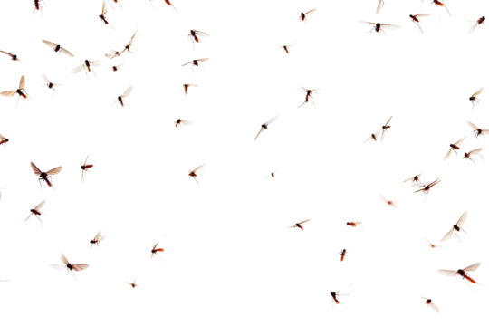 Flying mosquitoes isolated on a transparent background
