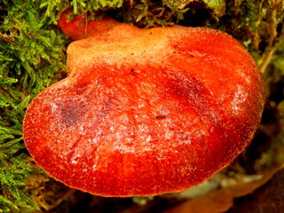 Beefsteak or Ox-tongue fungus aka Fistulina hepatica 