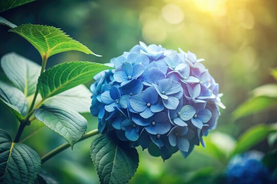 Lush green leaves frame vibrant blue hydrangeas in this botanical summer flower photograph. - Powered by Adobe