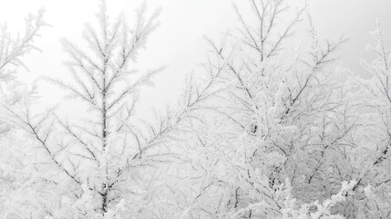 Obraz premium Frosty Branches Adorn Winter Landscape Scene