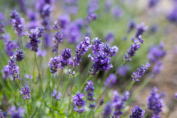 lavender flowers in the garden - soft focus