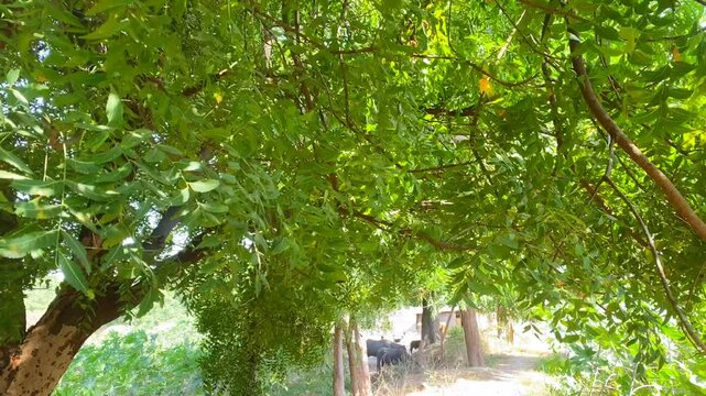 Indian neem tree with neem fruit slow motion,neem leaves of neem tree and fruits growing natural medicinal,a leaves of neem tree and fruits growing natural medicinal,selective focus