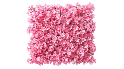 Obraz premium Pink Floral Square Frame, vibrant clusters of pink flowers elegantly arranged on a clean white background, perfect for decoration or invitations