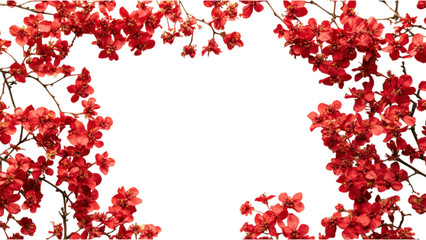 Fototapeta premium Red Floral Square Arrangement on White Background, vibrant clusters of red flowers creating a striking contrast against a clean white canvas, elegant and eye-catching