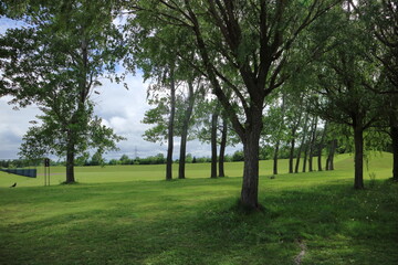 Obraz premium 森の中の風景（モエレ沼公園 北海道札幌市東区）