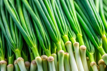 Lush Green Onion Field Background Texture - Vibrant Spring Vegetable Farm Landscape