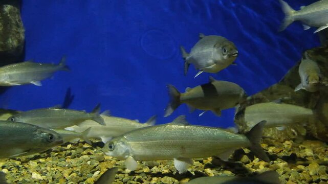 Fish omul in the water, Lake Baikal , underwater, aquarium, farm. Whitefish, school of the fish. Observing. Hatchery