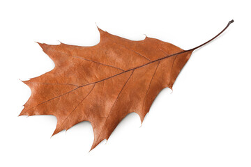 Autumn oak leaf isolated on white background. Fall season foliage. Top view. Flat lay